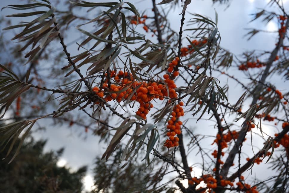 Dipercaya‌ ‌Selama‌ ‌Ribuan‌ ‌Tahun,‌ ‌Ini‌ ‌Dia‌ ‌Manfaat‌ ‌Sea‌ ‌Buckthorn‌ ‌ yang‌ ‌Jarang‌ ‌Diketahui!‌ ‌