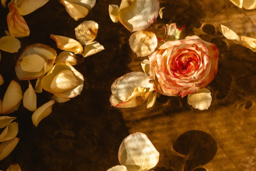 Manfaat Bunga Mawar yang Tidak Melulu Tentang Romantisme