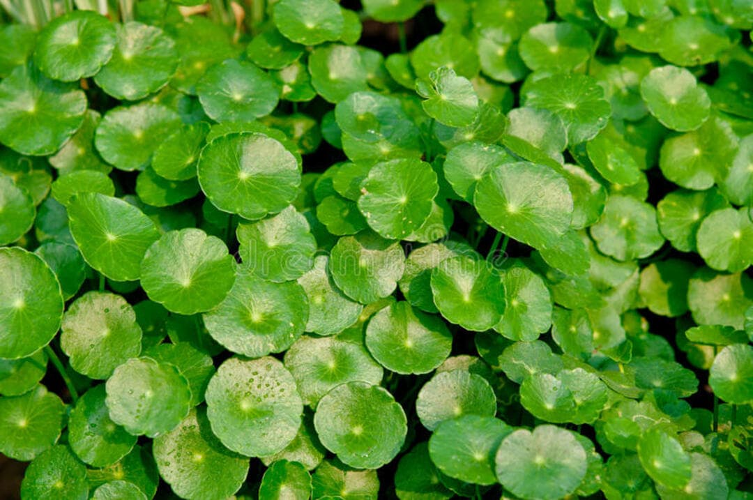 Manfaat Tumbuhan Serba Bisa Centella Asiatica sebagai Skincare